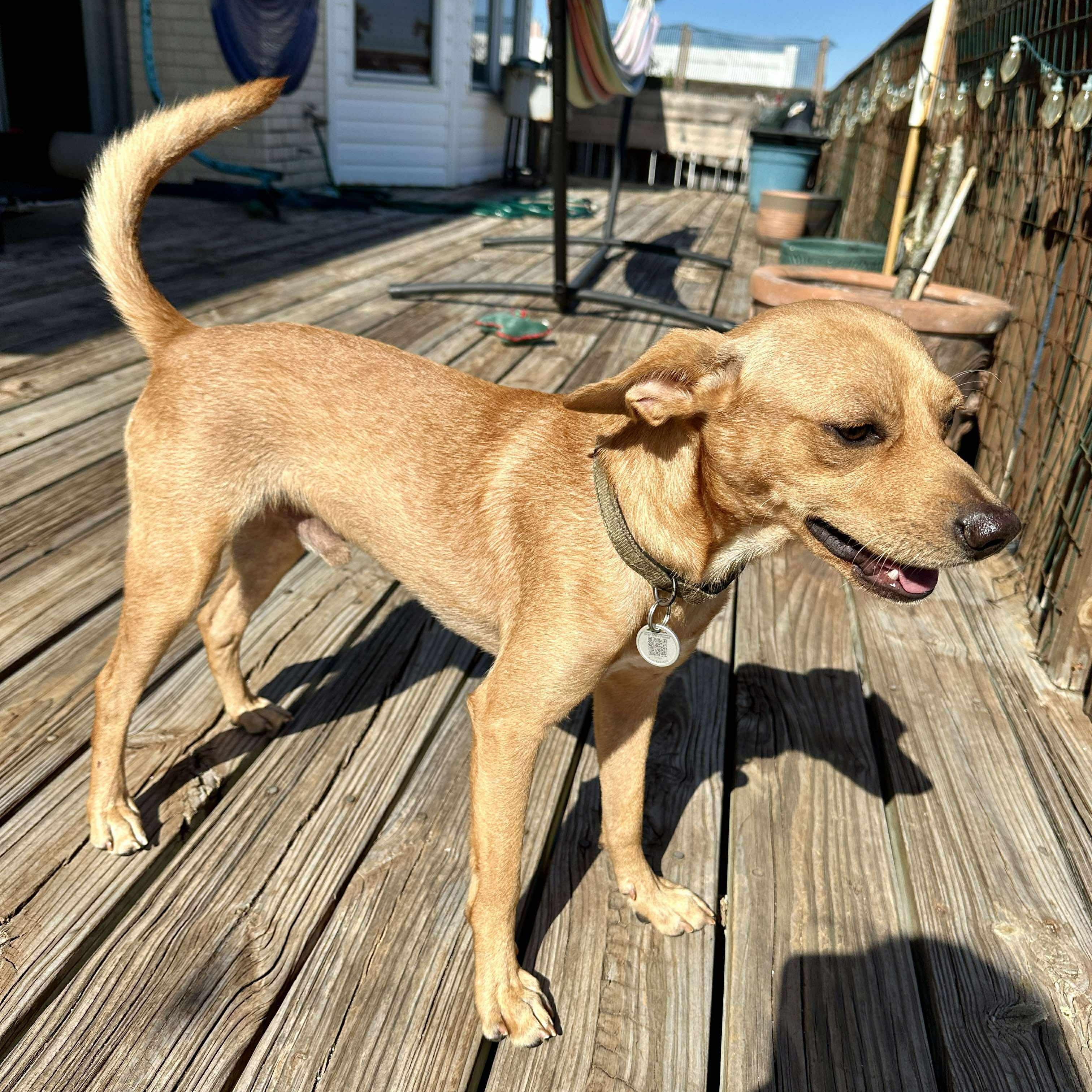 Enlarge Baxter, a Adoptable mixed breed in Brattleboro, VT image 3/6