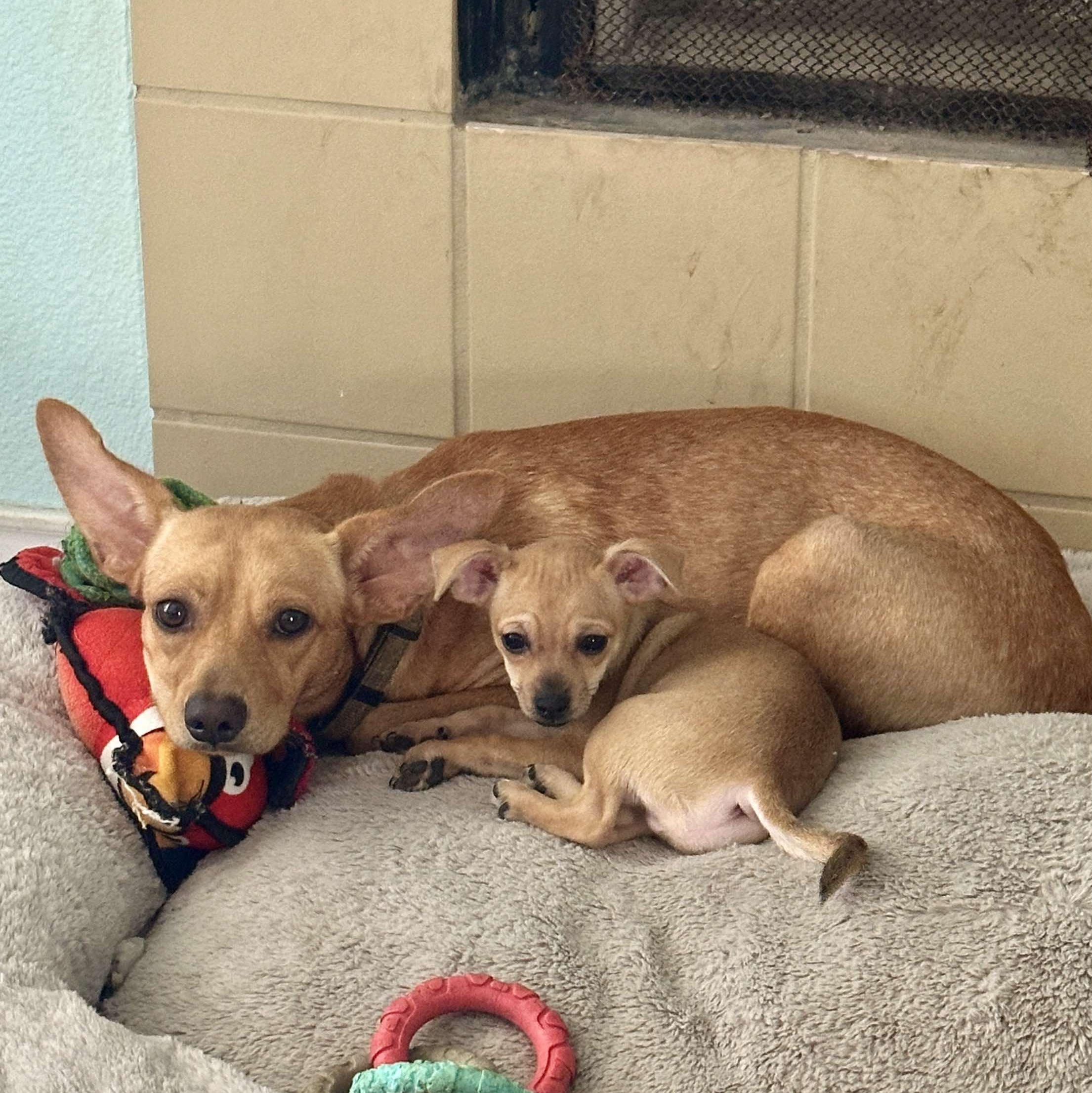 Enlarge Baxter, a Adoptable mixed breed in Brattleboro, VT image 5/6