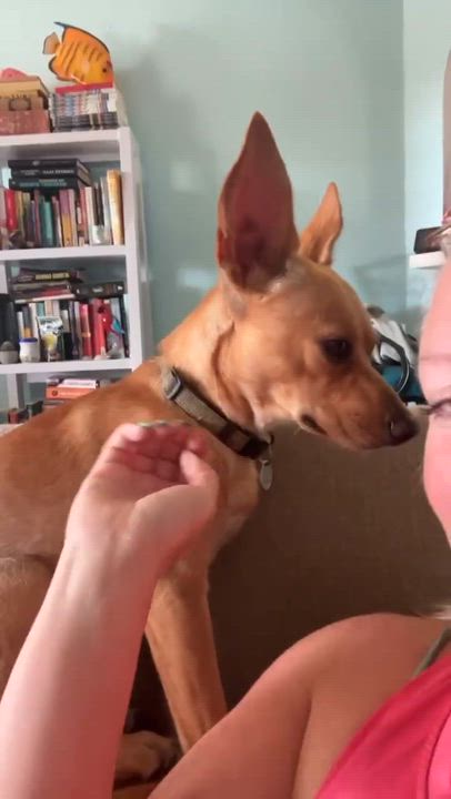 Enlarge Baxter, a Adoptable mixed breed in Brattleboro, VT video 4/6