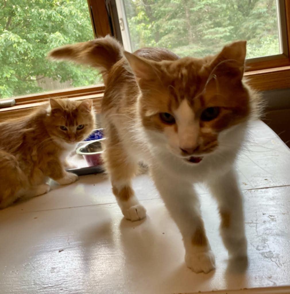 Lil Red, adoptable, Adult Female Domestic Medium Hair.