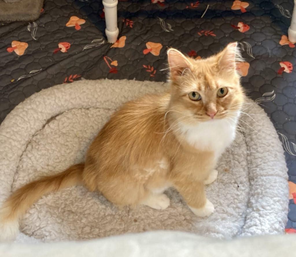 Lil Red, an adoptable Domestic Medium Hair in Hudson, WI image 2/6