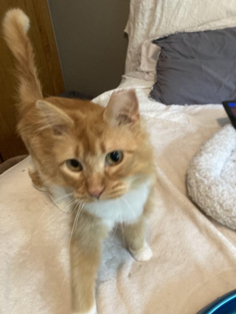 Lil Red, an adoptable Domestic Medium Hair in Hudson, WI image 4/6