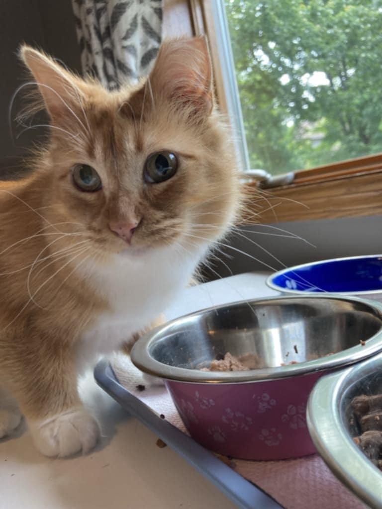 Lil Red, an adoptable Domestic Medium Hair in Hudson, WI image 5/6