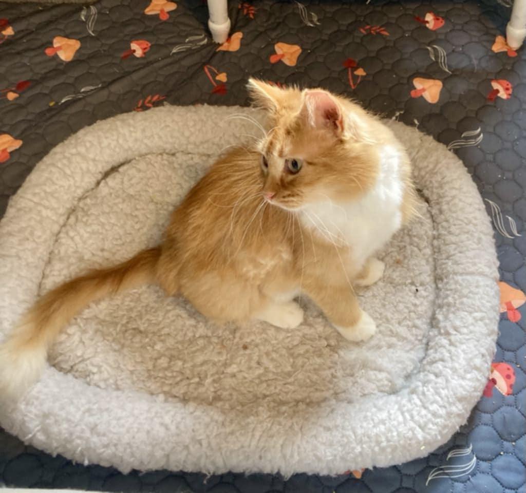 Lil Red, an adoptable Domestic Medium Hair in Hudson, WI image 6/6