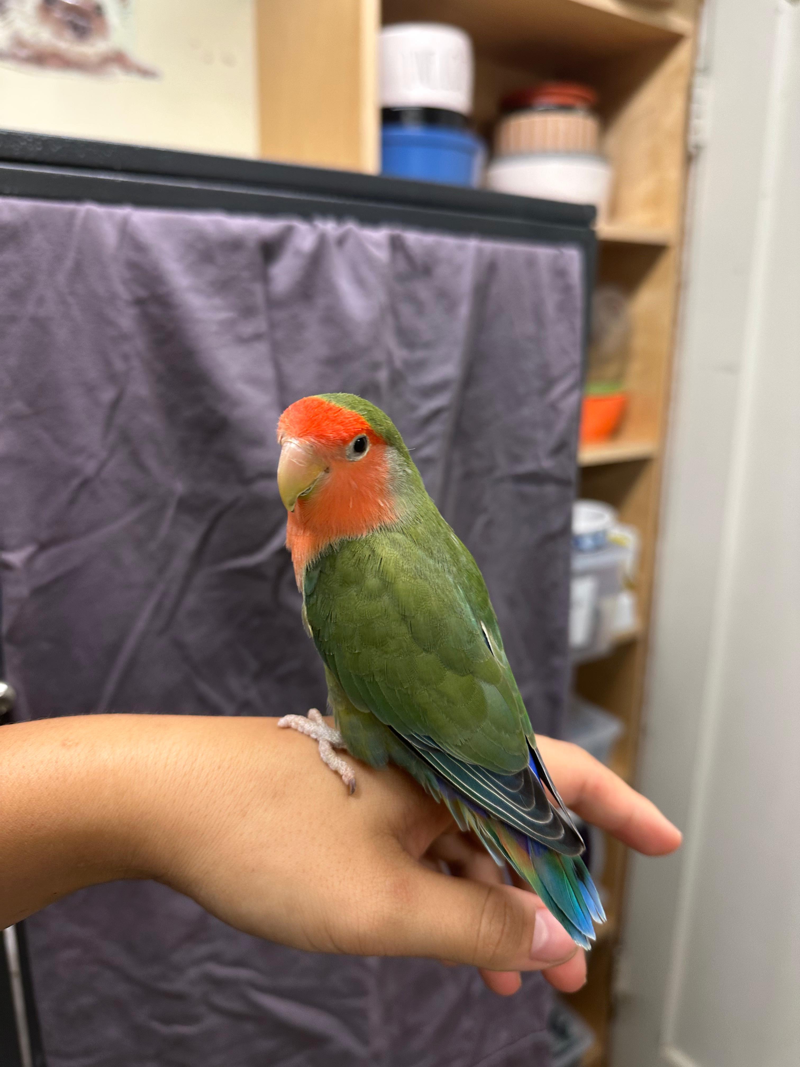 Skippy, a ADOPTABLE Lovebird in Vancouver, BC image 2/3