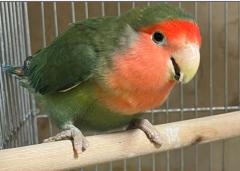 Skippy, ADOPTABLE, Adult Unknown Lovebird.