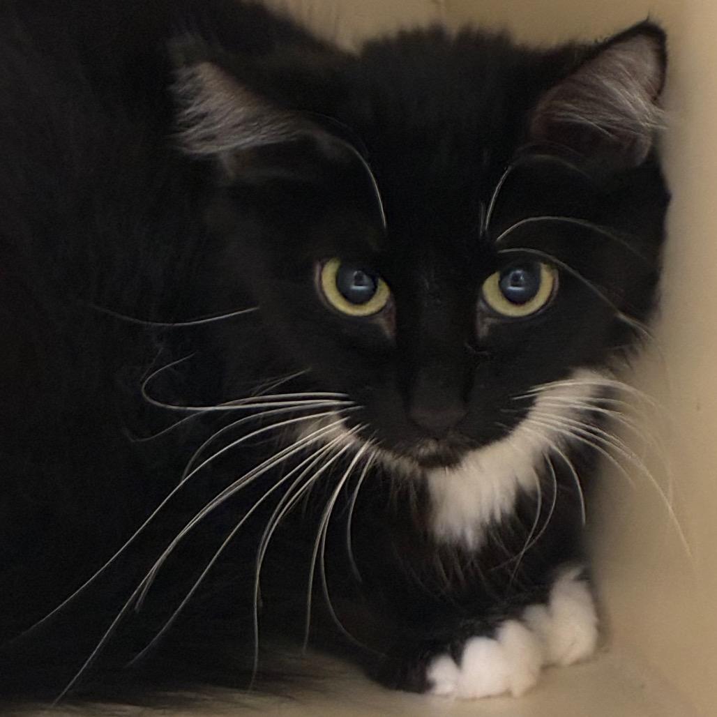 Emerald, Adoptable, Adult Female Domestic Medium Hair.
