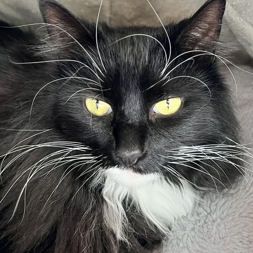 Precious, adopted, Adult Female Domestic Long Hair.