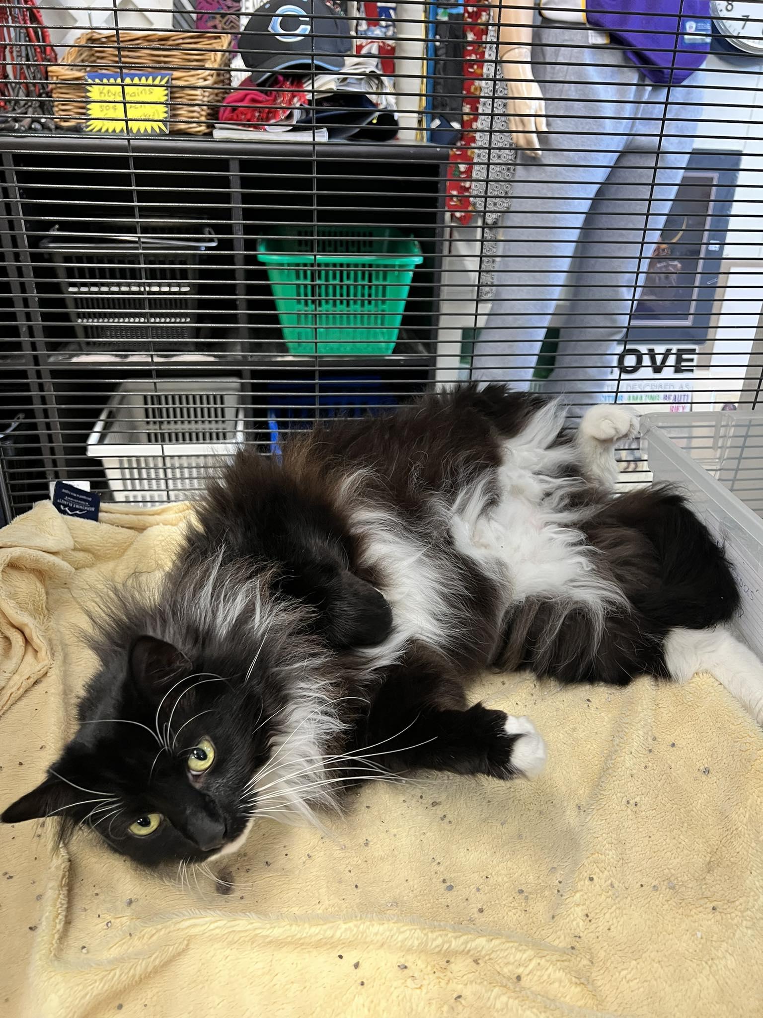 Precious, an adopted Domestic Long Hair in St Leonard, MD image 2/2