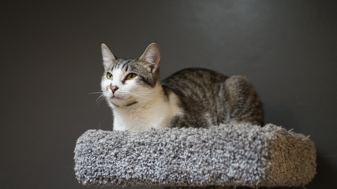 Mick, Adoptable, Young Male Domestic Short Hair.