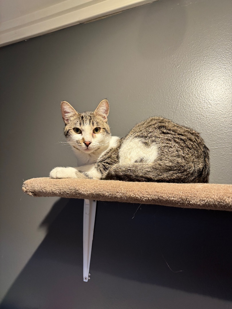 Enlarge Mick, a Adoptable Domestic Short Hair in Crockett, CA image 2/2