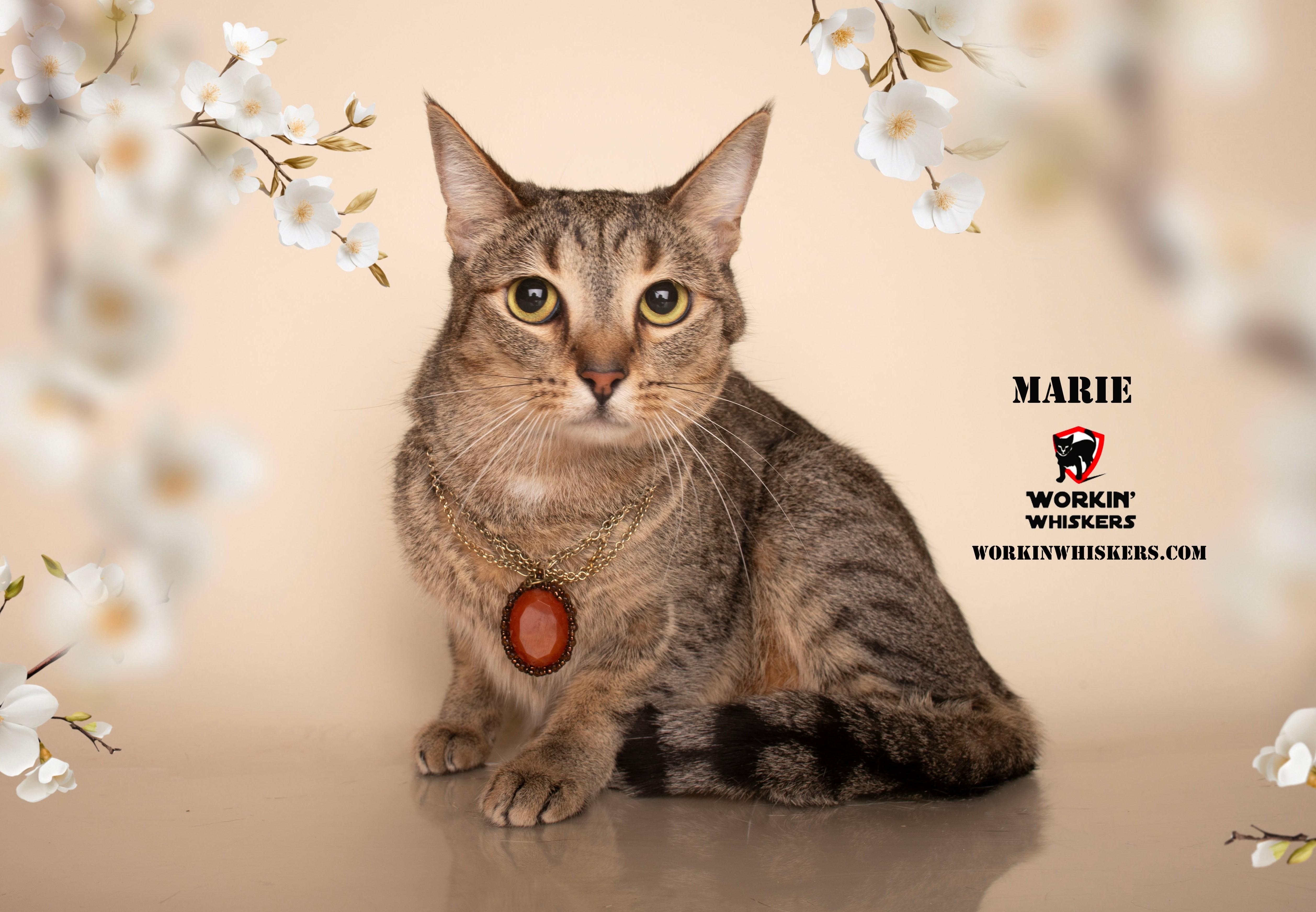 MARIE, an adoptable Abyssinian, Tiger in Murrieta, CA, 92562 | Photo Image 1