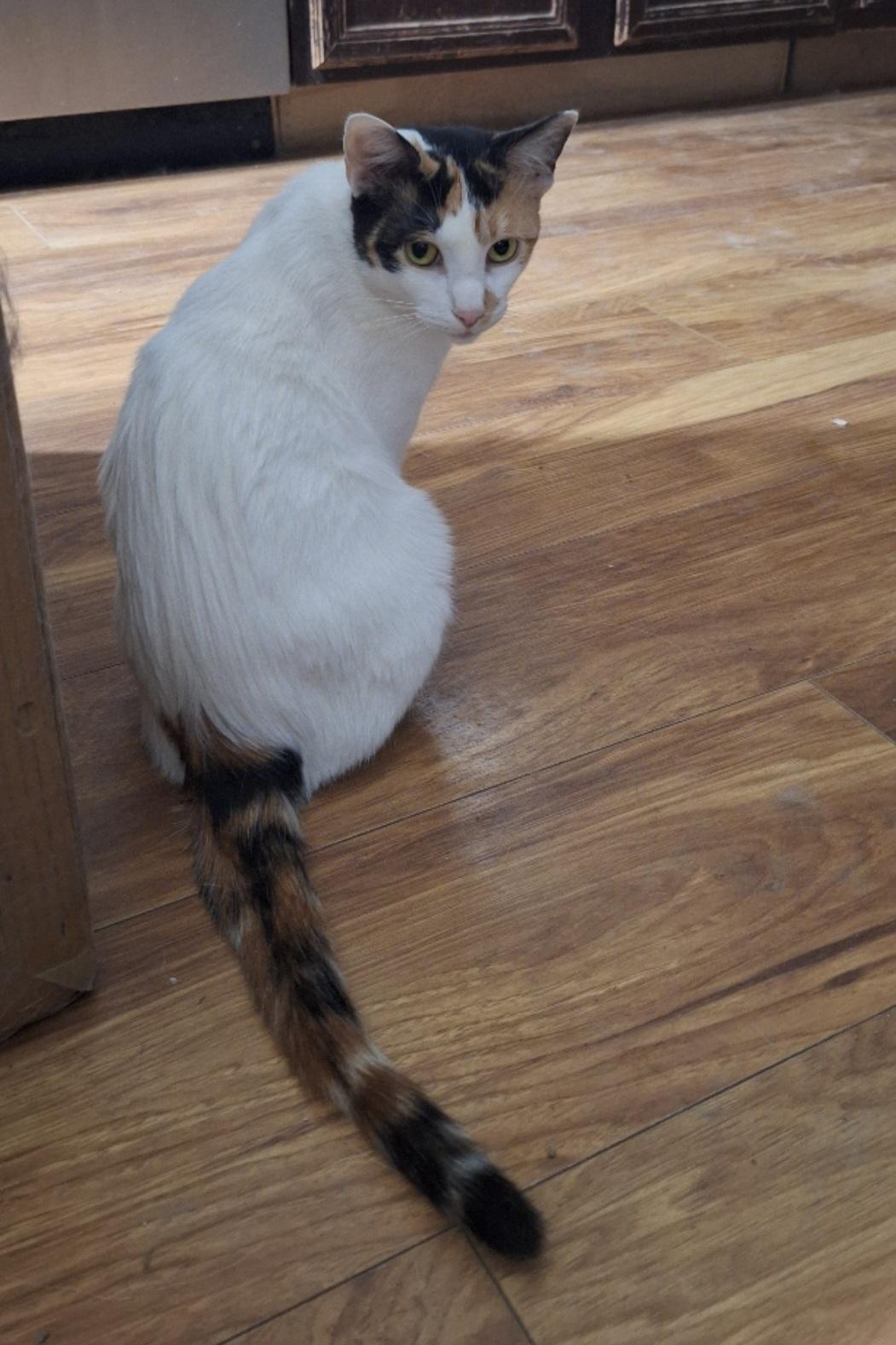 Munch, a ADOPTABLE Domestic Short Hair in Reynoldsburg, OH image 2/4