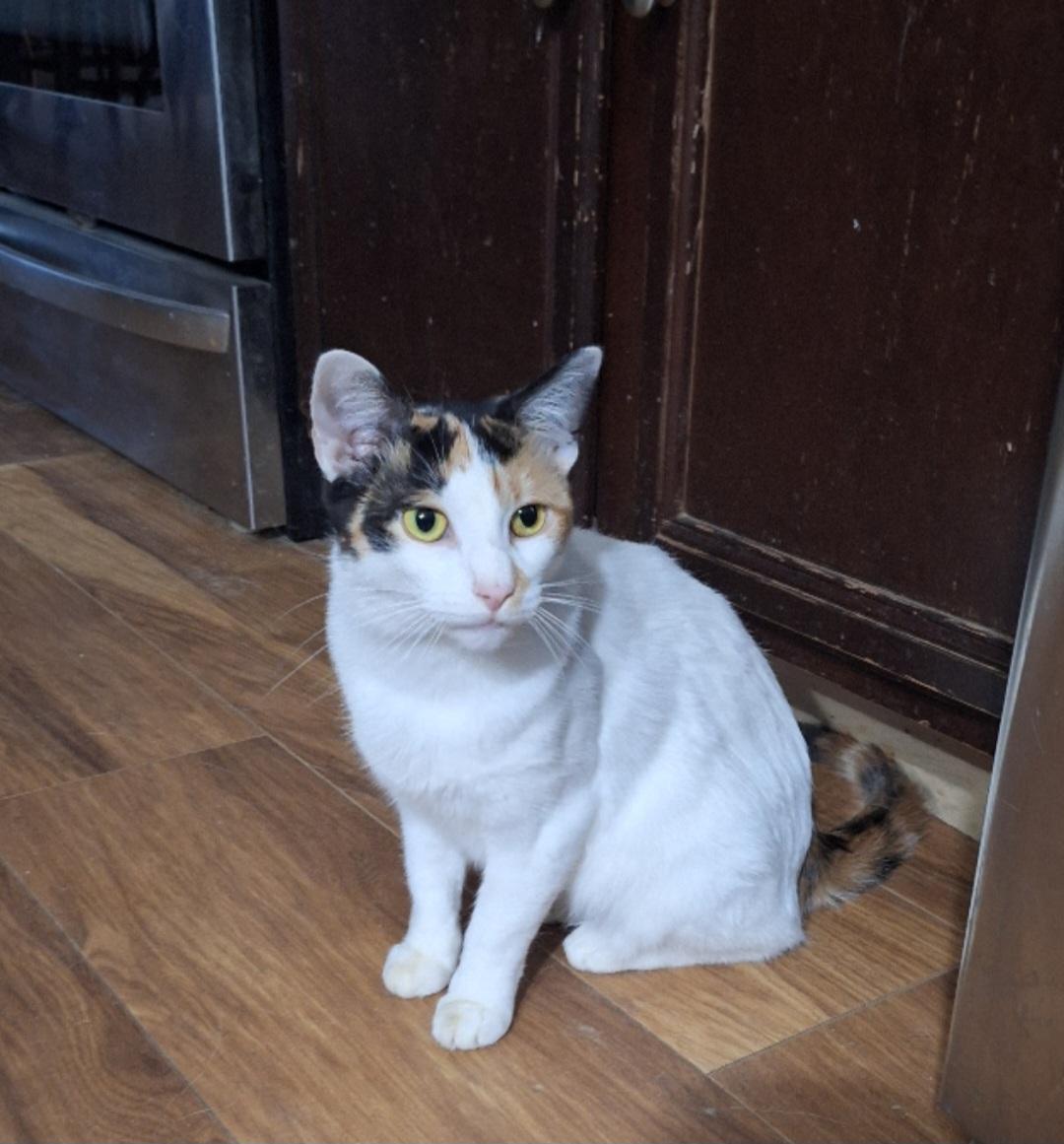 Munch, ADOPTABLE, Adult Female Domestic Short Hair.