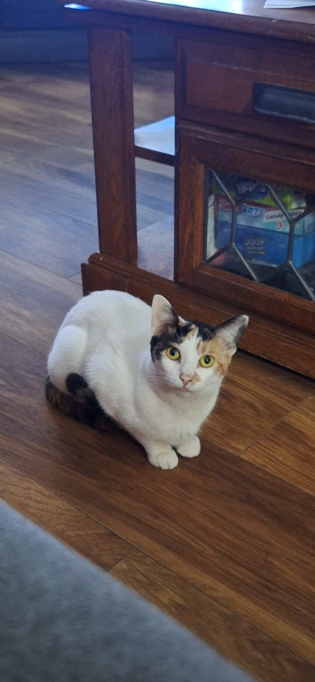 Munch, a ADOPTABLE Domestic Short Hair in Reynoldsburg, OH image 4/4