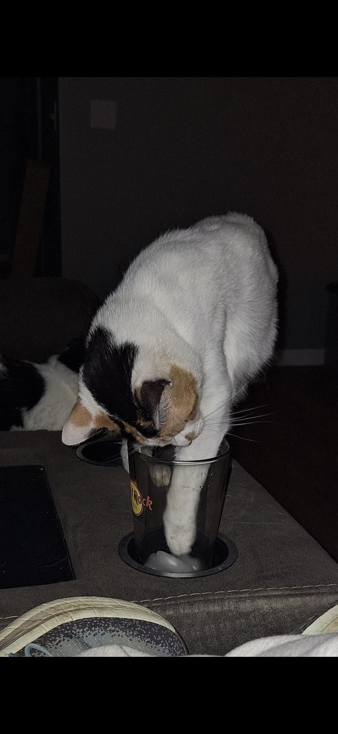 Munch, a ADOPTABLE Domestic Short Hair in Reynoldsburg, OH image 3/4