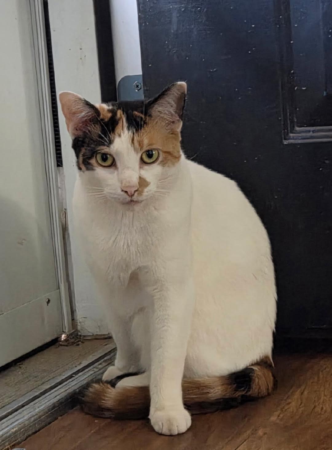 Enlarge Munch, a ADOPTABLE Domestic Short Hair in Reynoldsburg, OH image 1/5