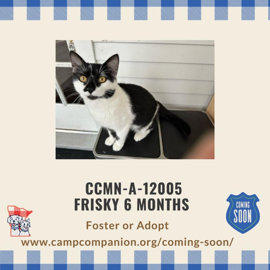 Frisky, Adoptable, Adult Male Domestic Short Hair.