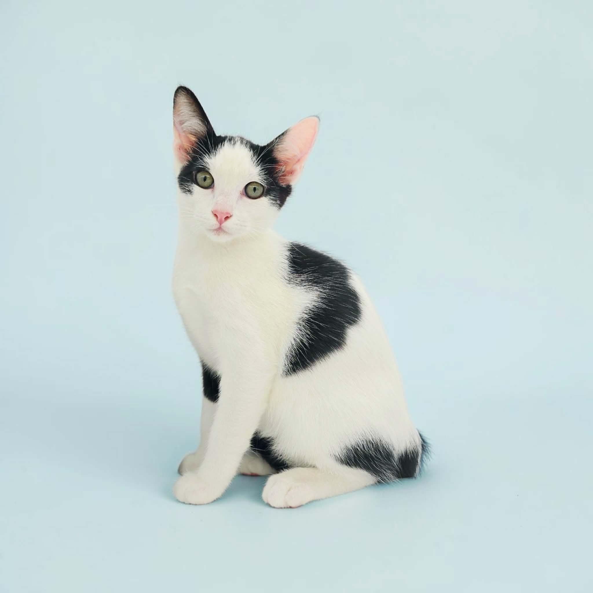 Tommy, Adoptable, Kitten Male Domestic Short Hair.