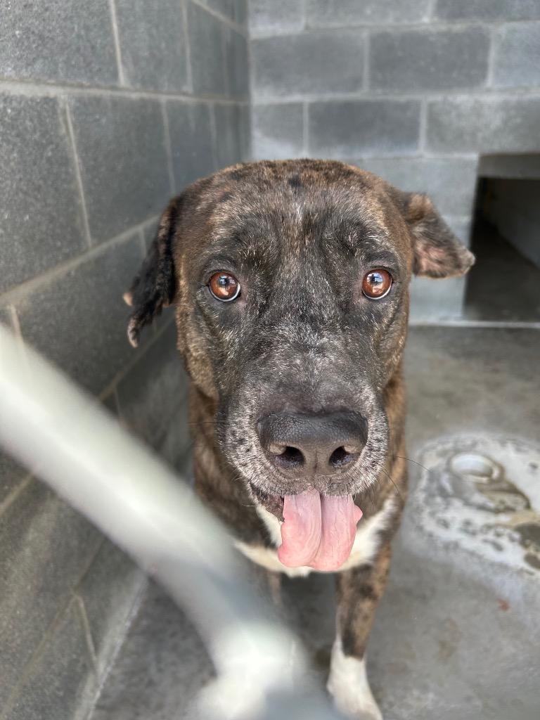 Kratos, Adoptable, Adult Male Catahoula Leopard Dog.