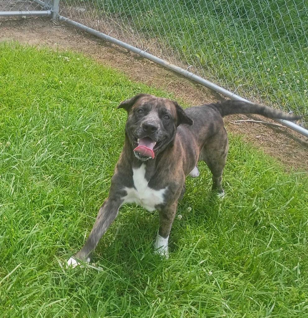 Kratos, a Adoptable Catahoula Leopard Dog in Chickamauga , GA image 2/2