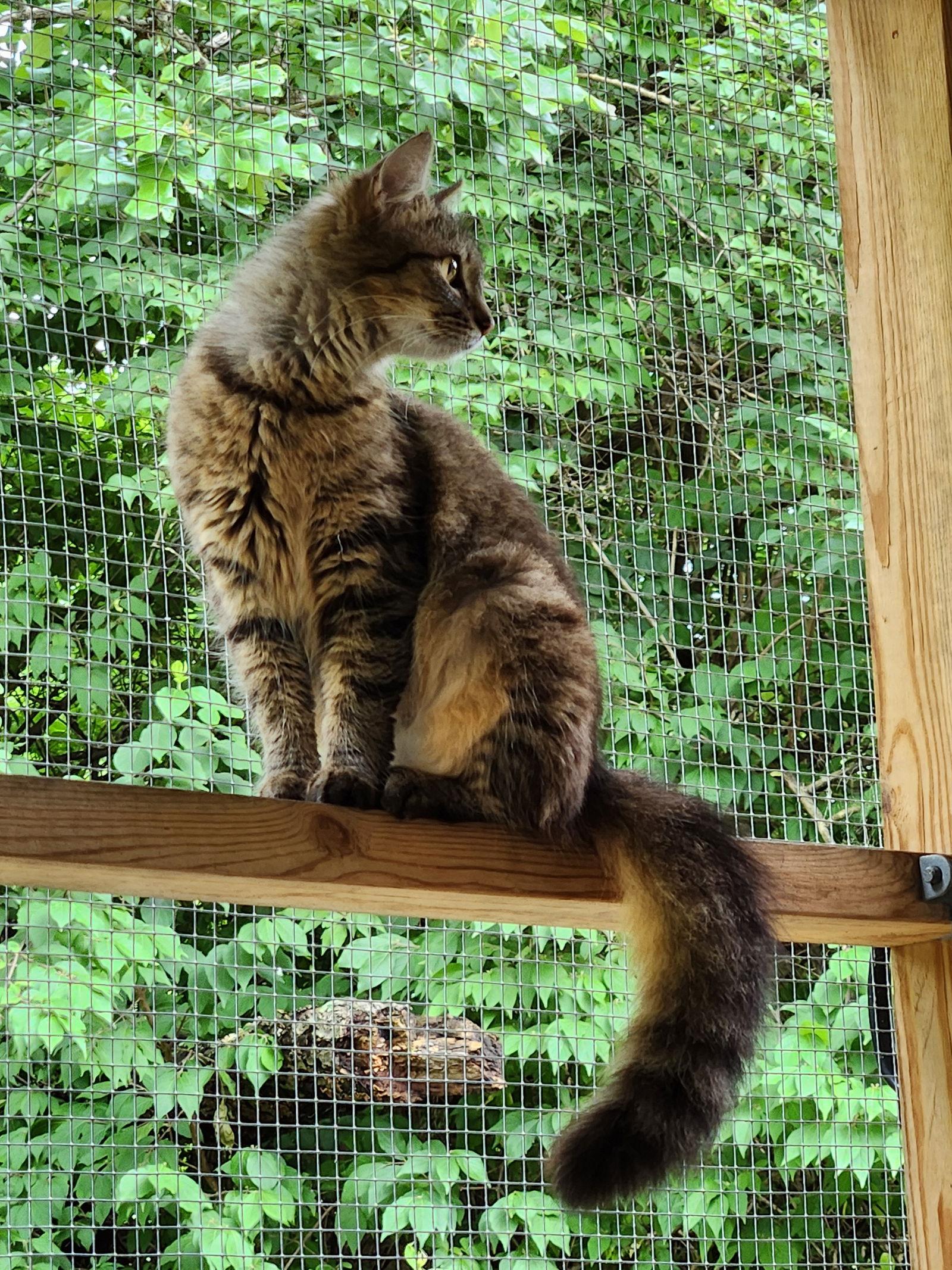 Ruthie, Adoptable, Young Female Domestic Medium Hair.