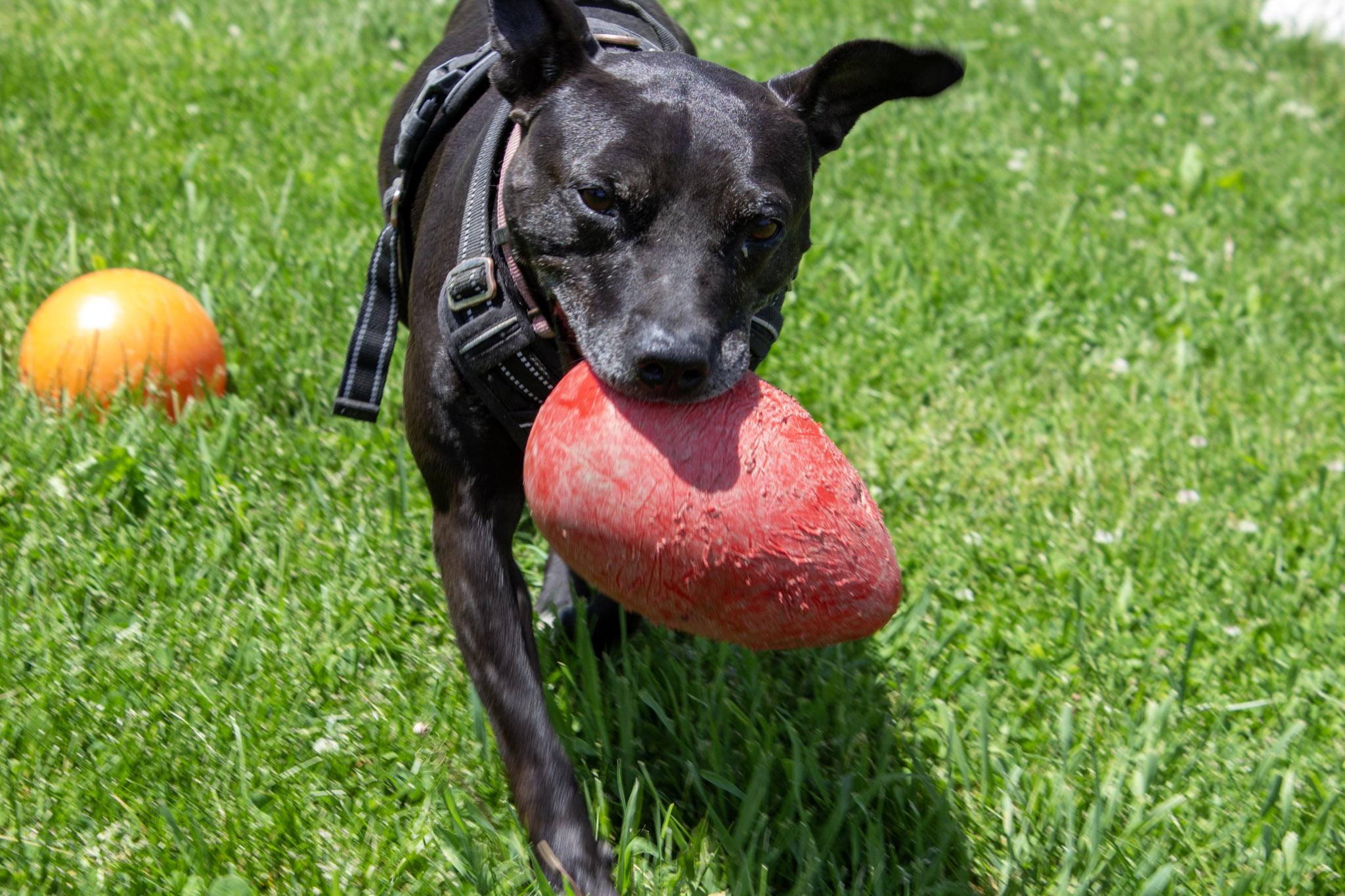 Missy (Adoption Fee Sponsored!), an adoptable Mixed Breed in Neillsville, WI image 1/6