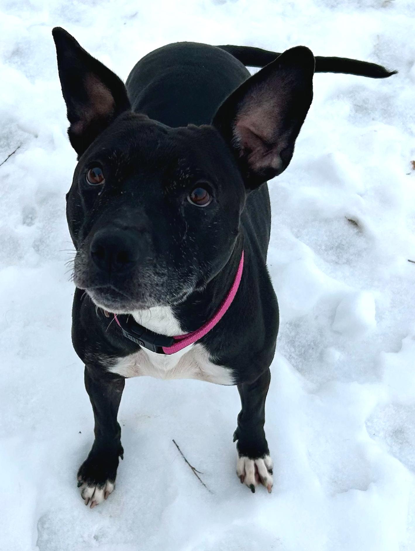 Missy, a Adoptable Mixed Breed in Neillsville, WI image 2/5