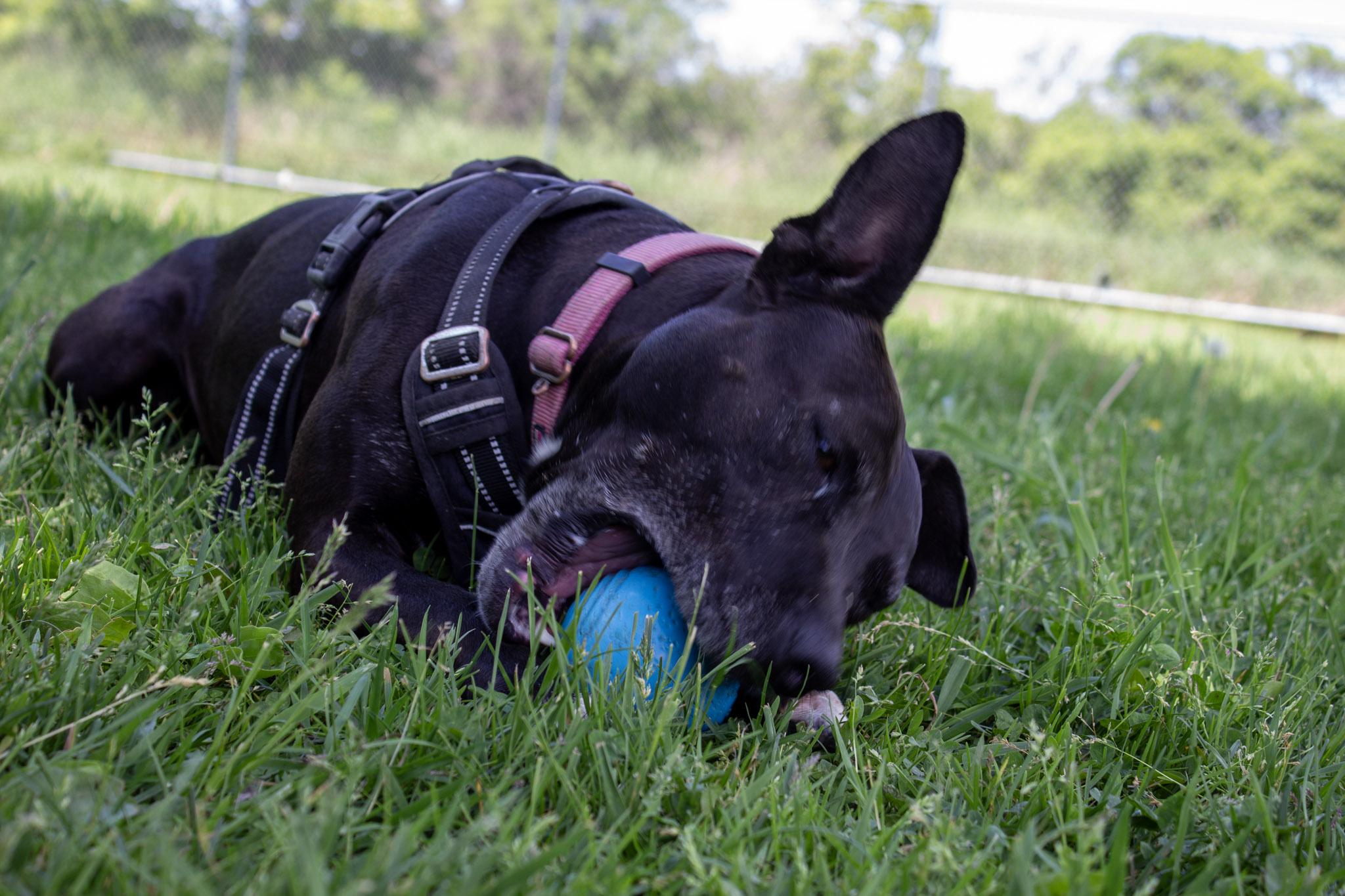 Missy (Adoption Fee Sponsored!), an adoptable Mixed Breed in Neillsville, WI image 3/6