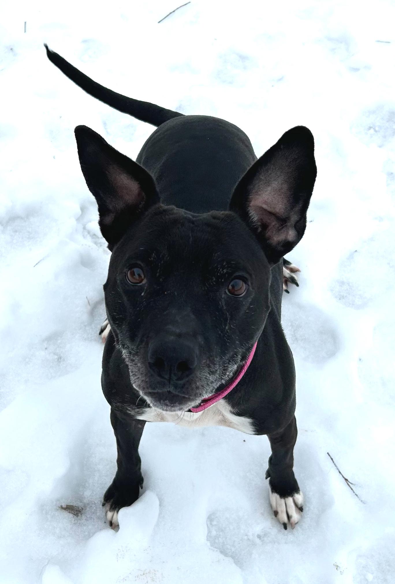 Missy, a Adoptable Mixed Breed in Neillsville, WI image 5/5
