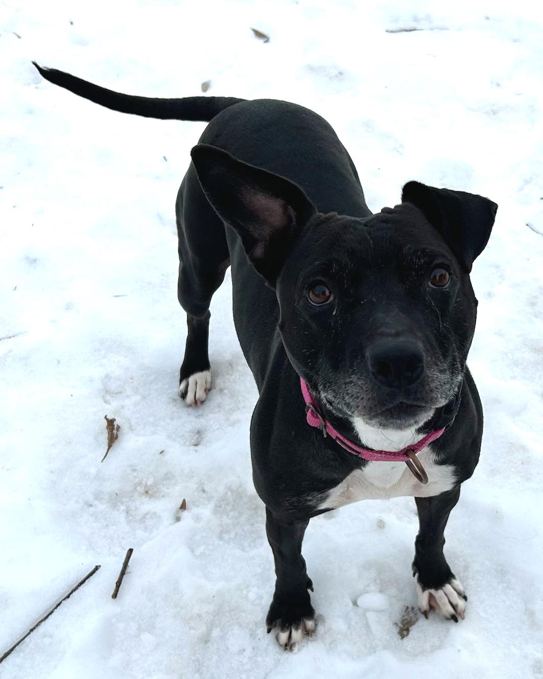 Missy, a Adoptable Mixed Breed in Neillsville, WI image 3/5