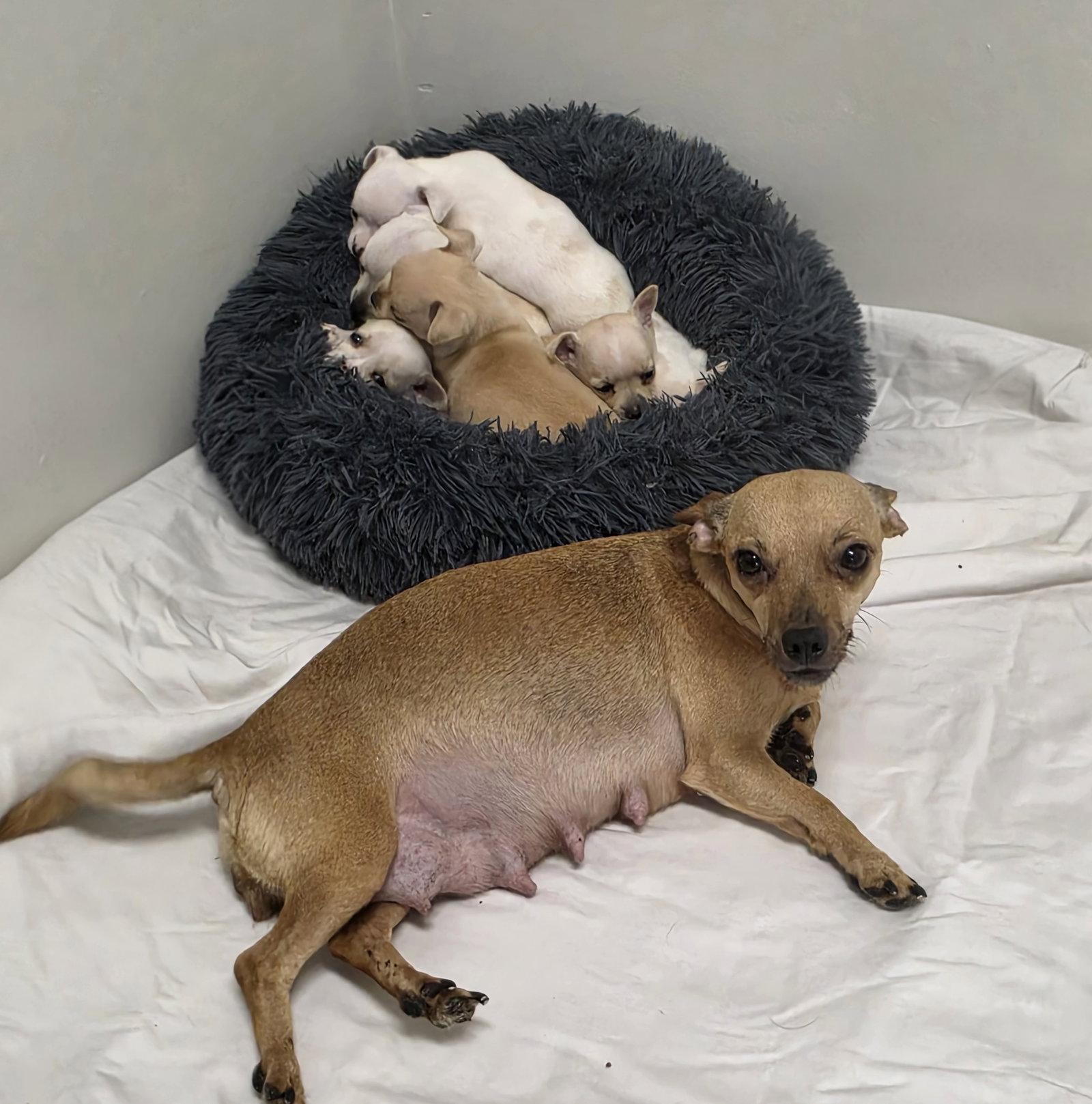 Cordelia Jane, Adopted, Young Female Chihuahua.
