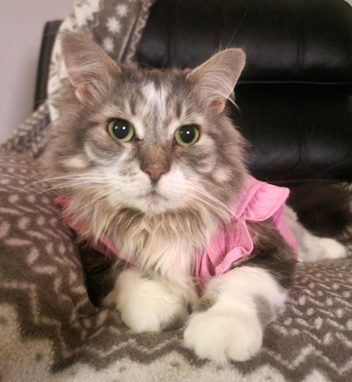 Nanners, ADOPTABLE, Senior Female Domestic Long Hair.