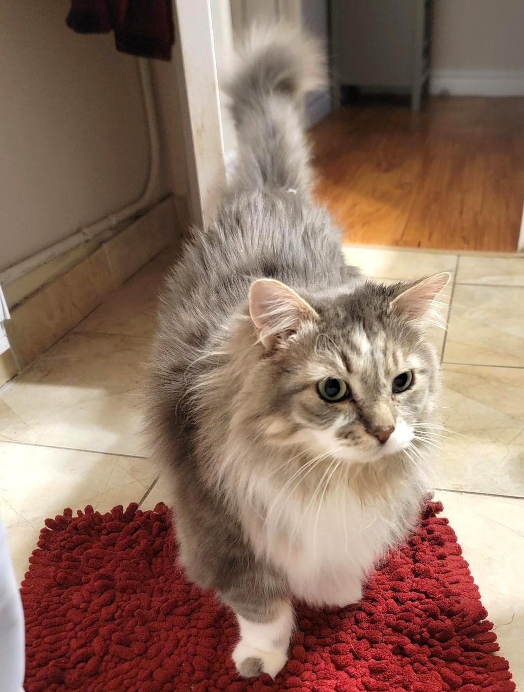 Nanners, a ADOPTABLE Domestic Long Hair in Stoney Creek, ON image 5/5