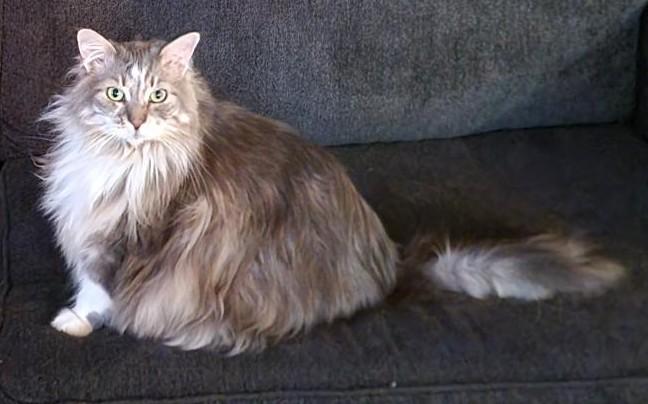 Nanners, a ADOPTABLE Domestic Long Hair in Stoney Creek, ON image 4/5