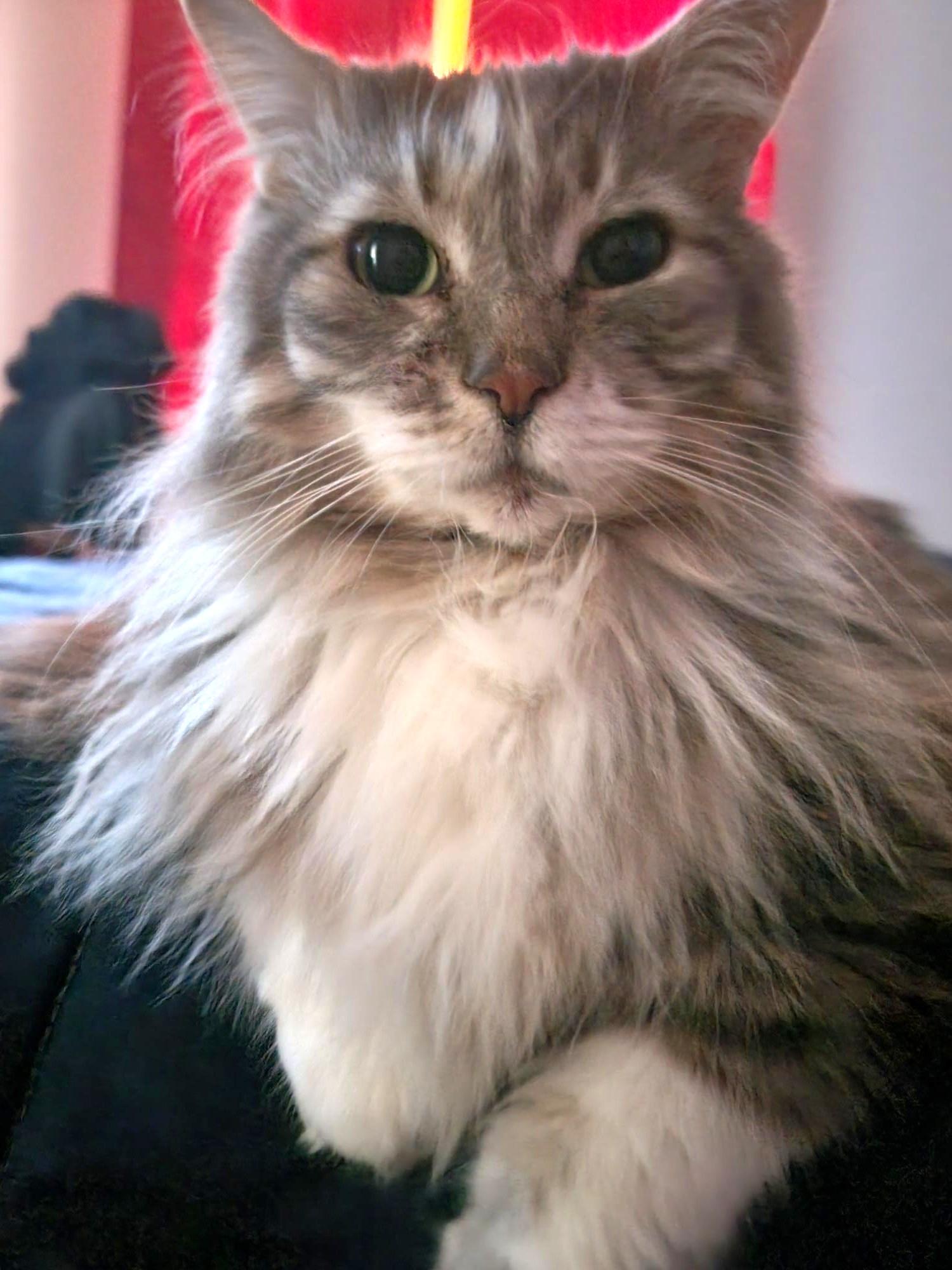 Nanners, a ADOPTABLE Domestic Long Hair in Stoney Creek, ON image 3/5