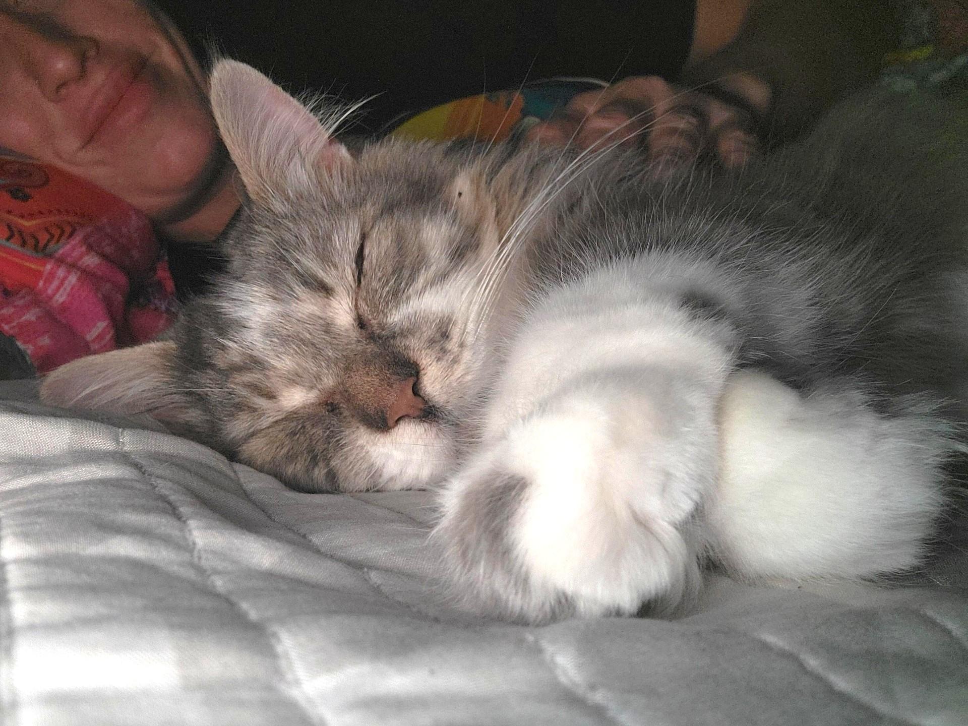 Nanners, a ADOPTABLE Domestic Long Hair in Stoney Creek, ON image 2/5