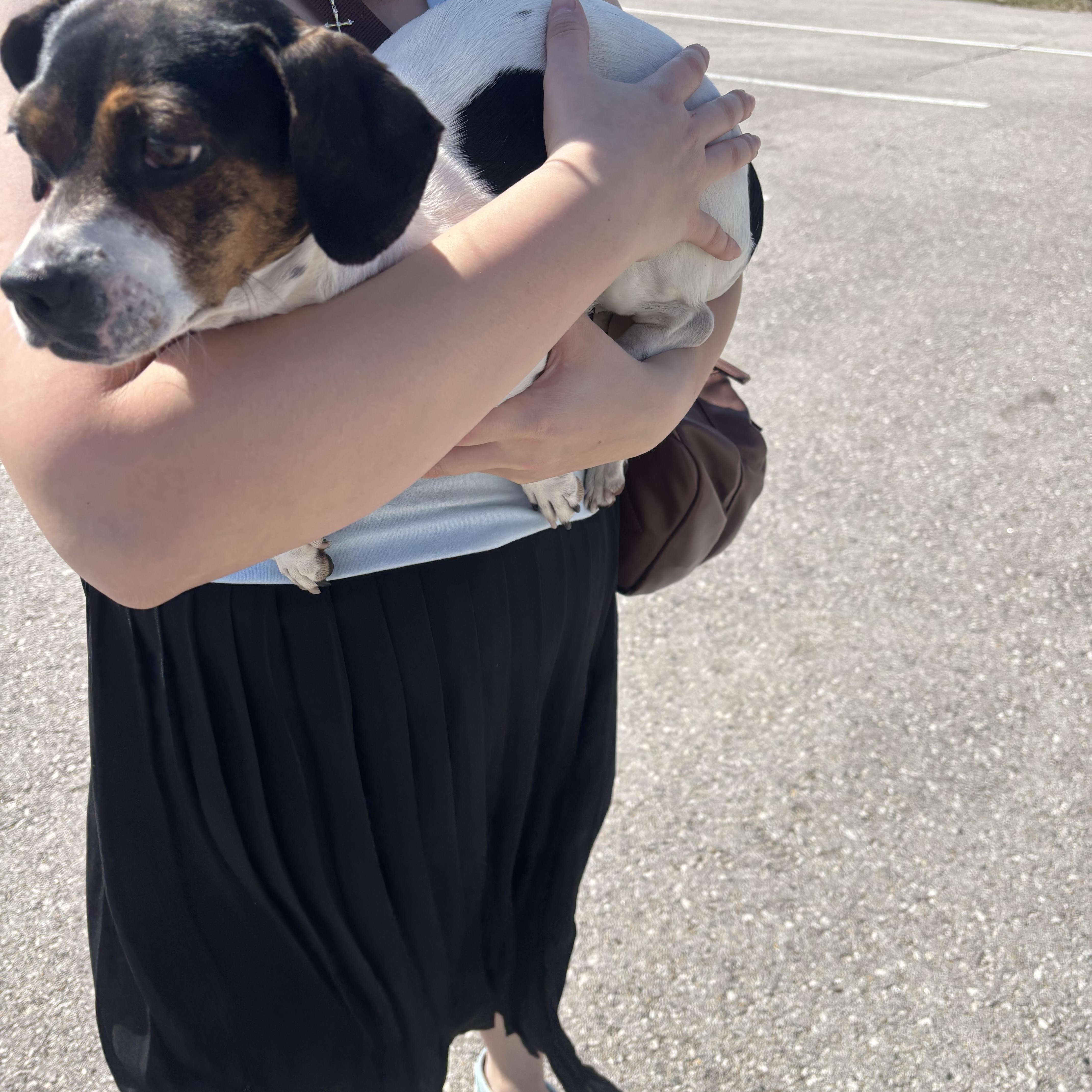 **FOUND**, ADOPTABLE, Adult Female Dachshund & Beagle.