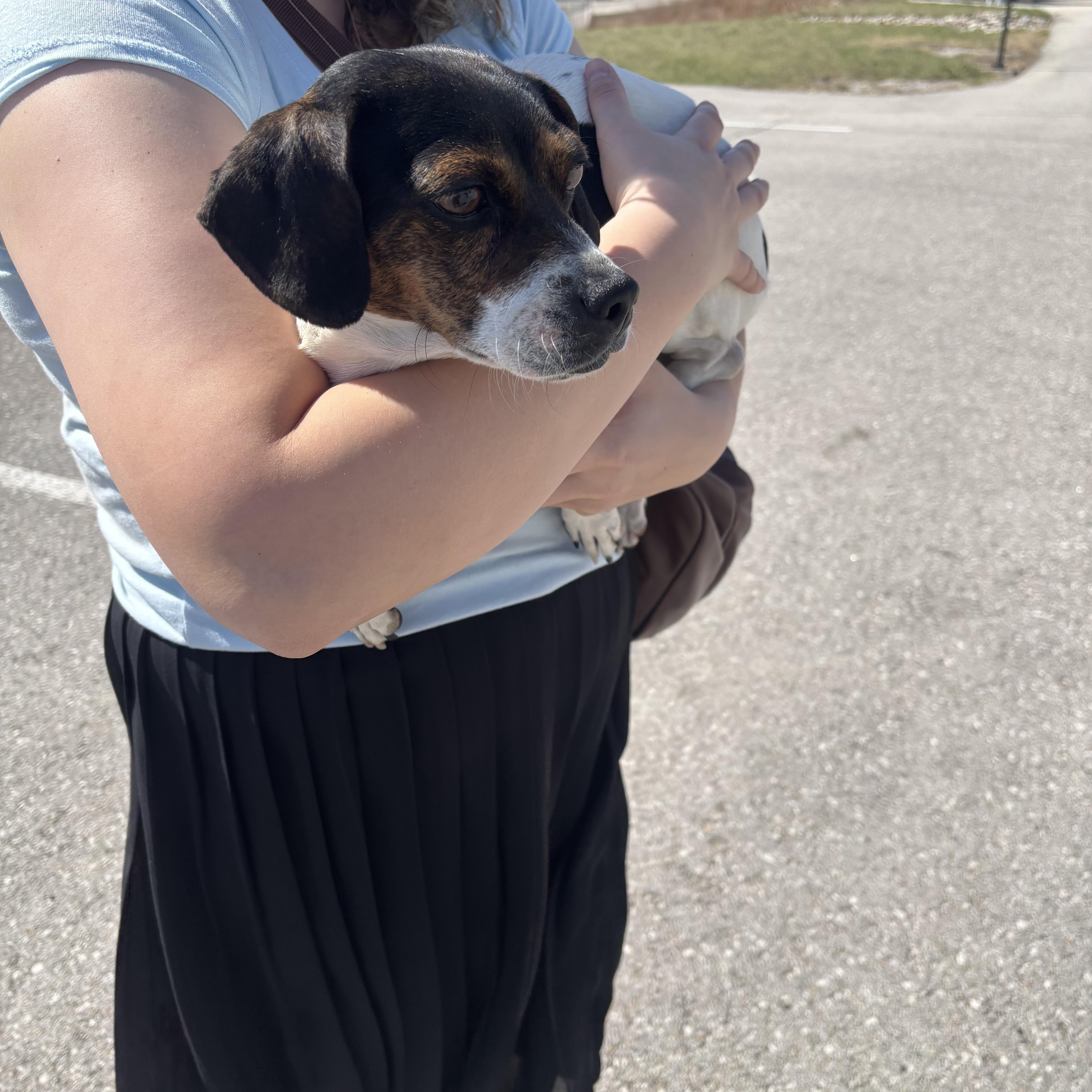 Enlarge **FOUND**, a ADOPTABLE mixed breed in Liberty, MO image 2/2