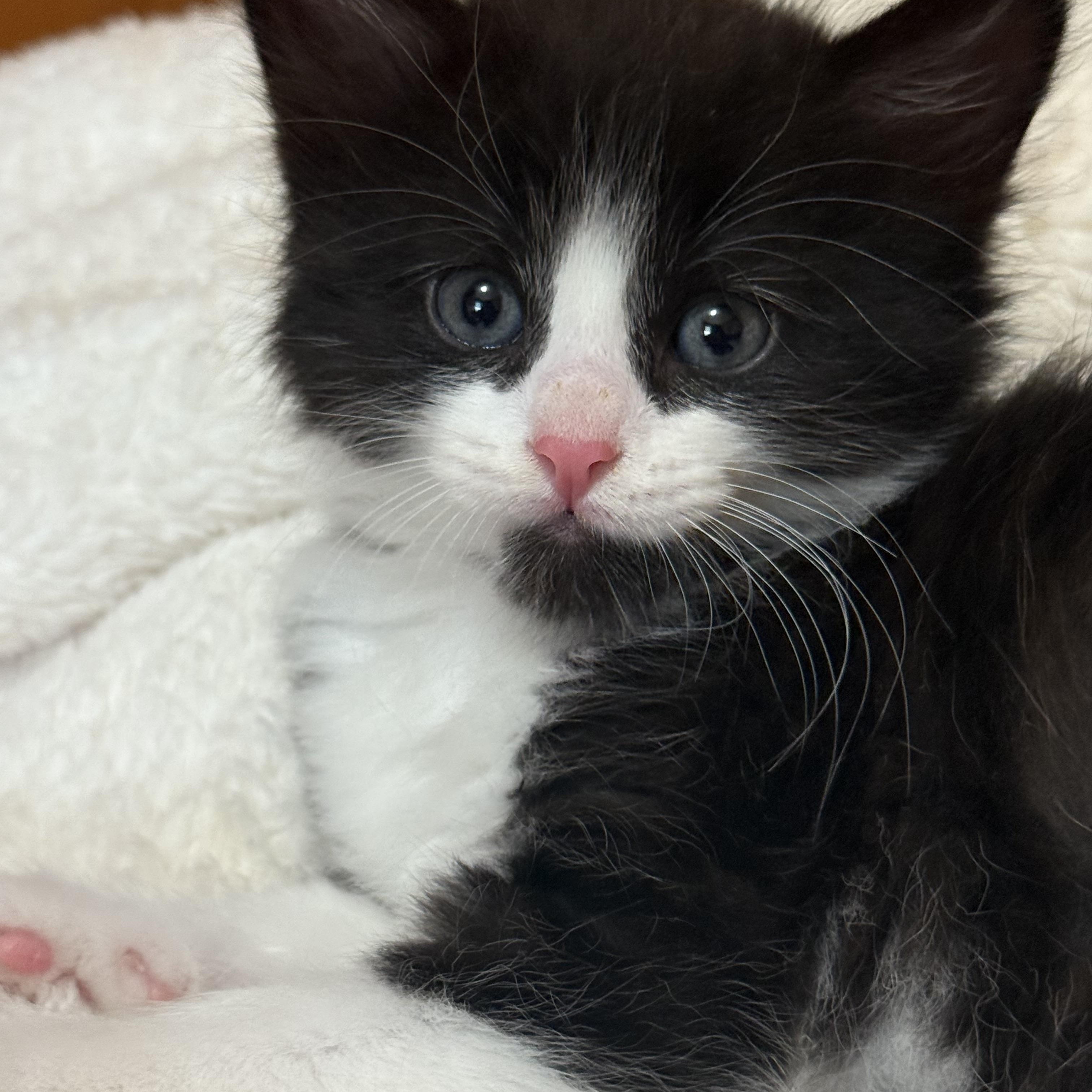Deny, an adoptable Domestic Medium Hair in Chisholm, MN, 55719 | Photo Image 1