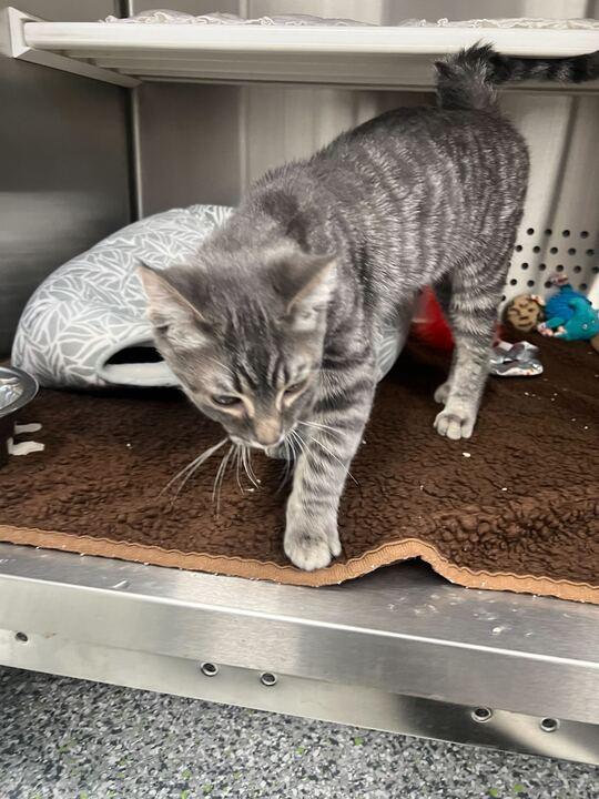 Enlarge Marlin, an adopted Domestic Short Hair in Jackson, MI image 2/3