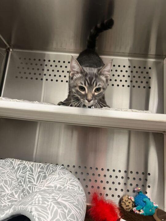 Enlarge Marlin, an adopted Domestic Short Hair in Jackson, MI image 3/3