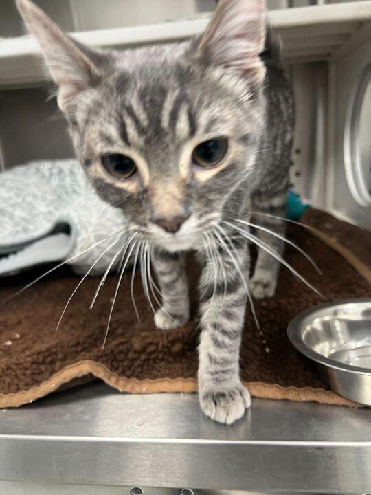 Marlin, adopted, Young Male Domestic Short Hair.