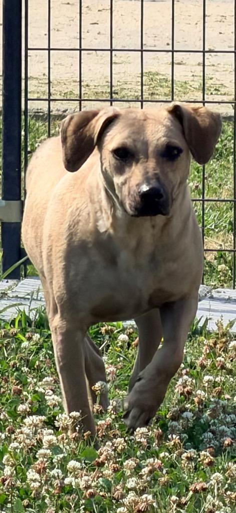 Valerie, Adoptable, Young Female Labrador Retriever.