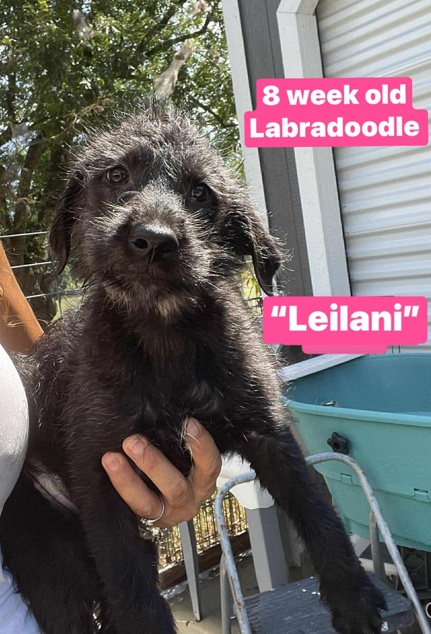 Leilani, Baby Female unknown