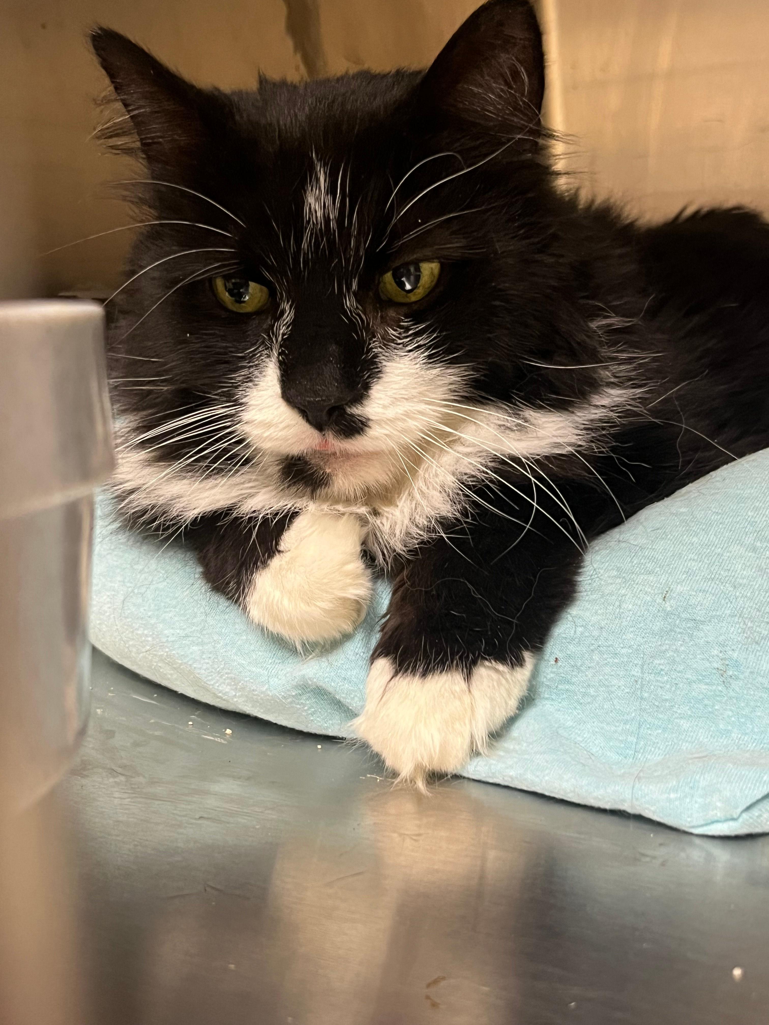 Enlarge Boo Boo, a ADOPTABLE Domestic Medium Hair in Melrose, MA image 5/6