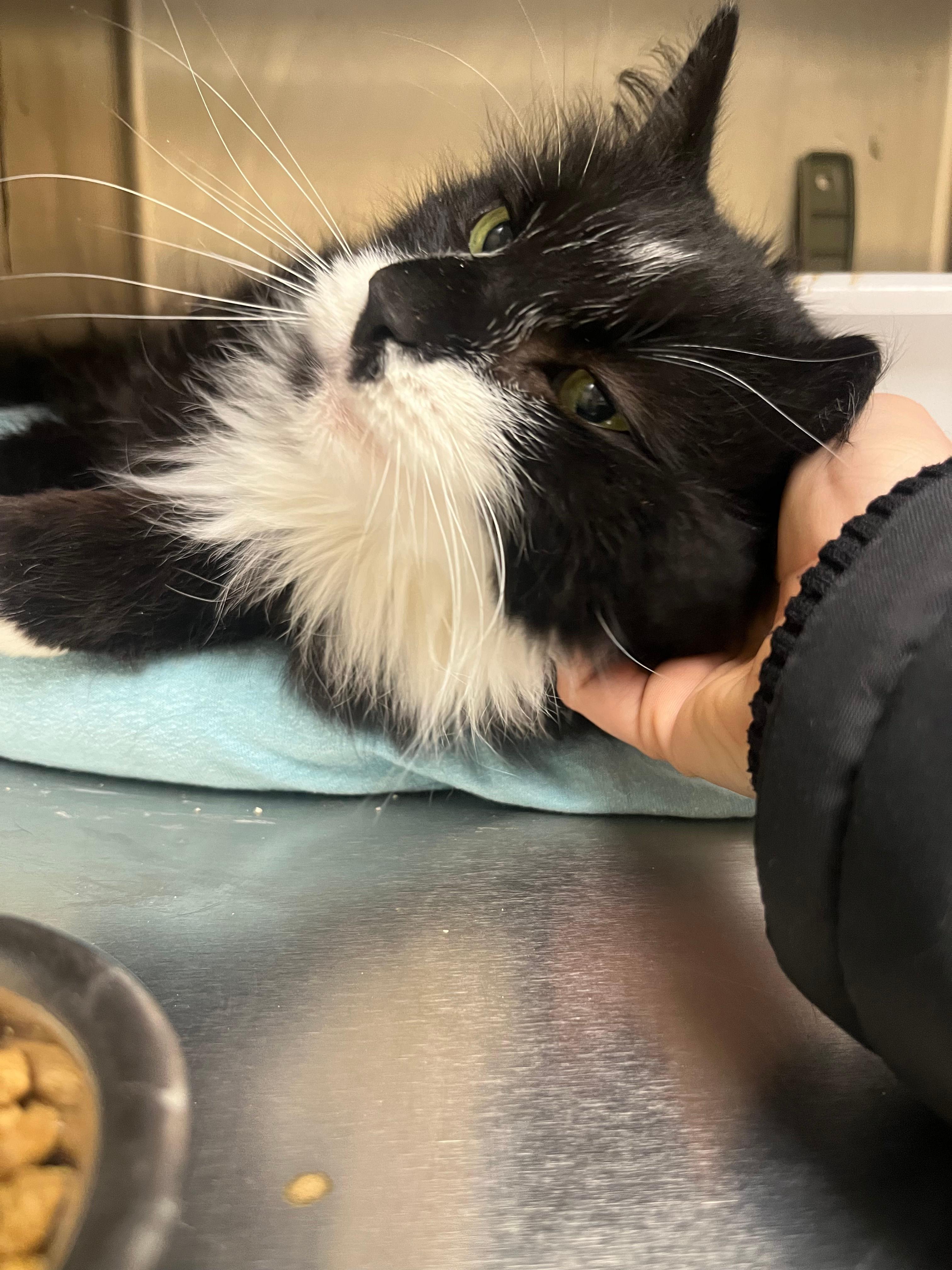 Enlarge Boo Boo, a ADOPTABLE Domestic Medium Hair in Melrose, MA image 2/6