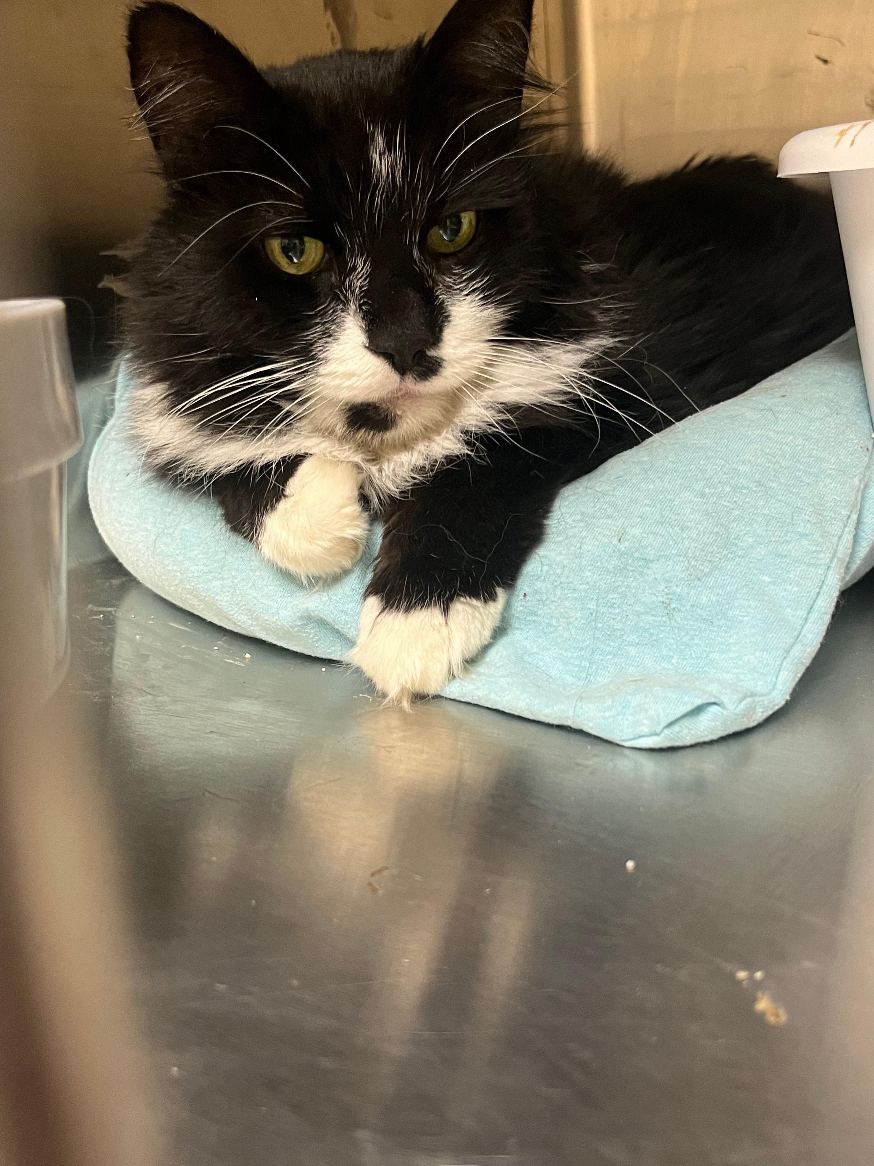 Enlarge Boo Boo, a ADOPTABLE Domestic Medium Hair in Melrose, MA image 3/6