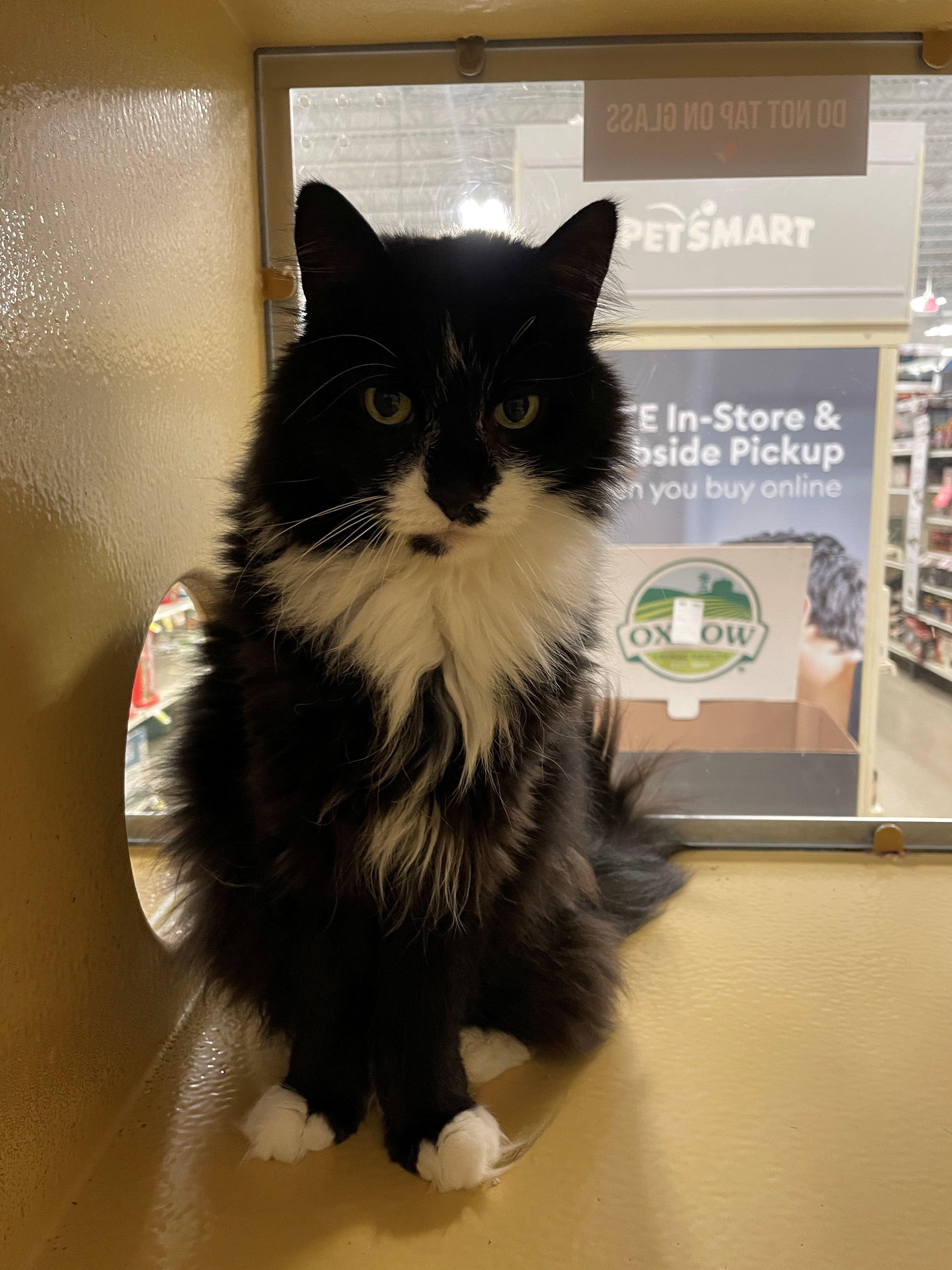 Boo Boo, ADOPTABLE, Adult Male Domestic Medium Hair.