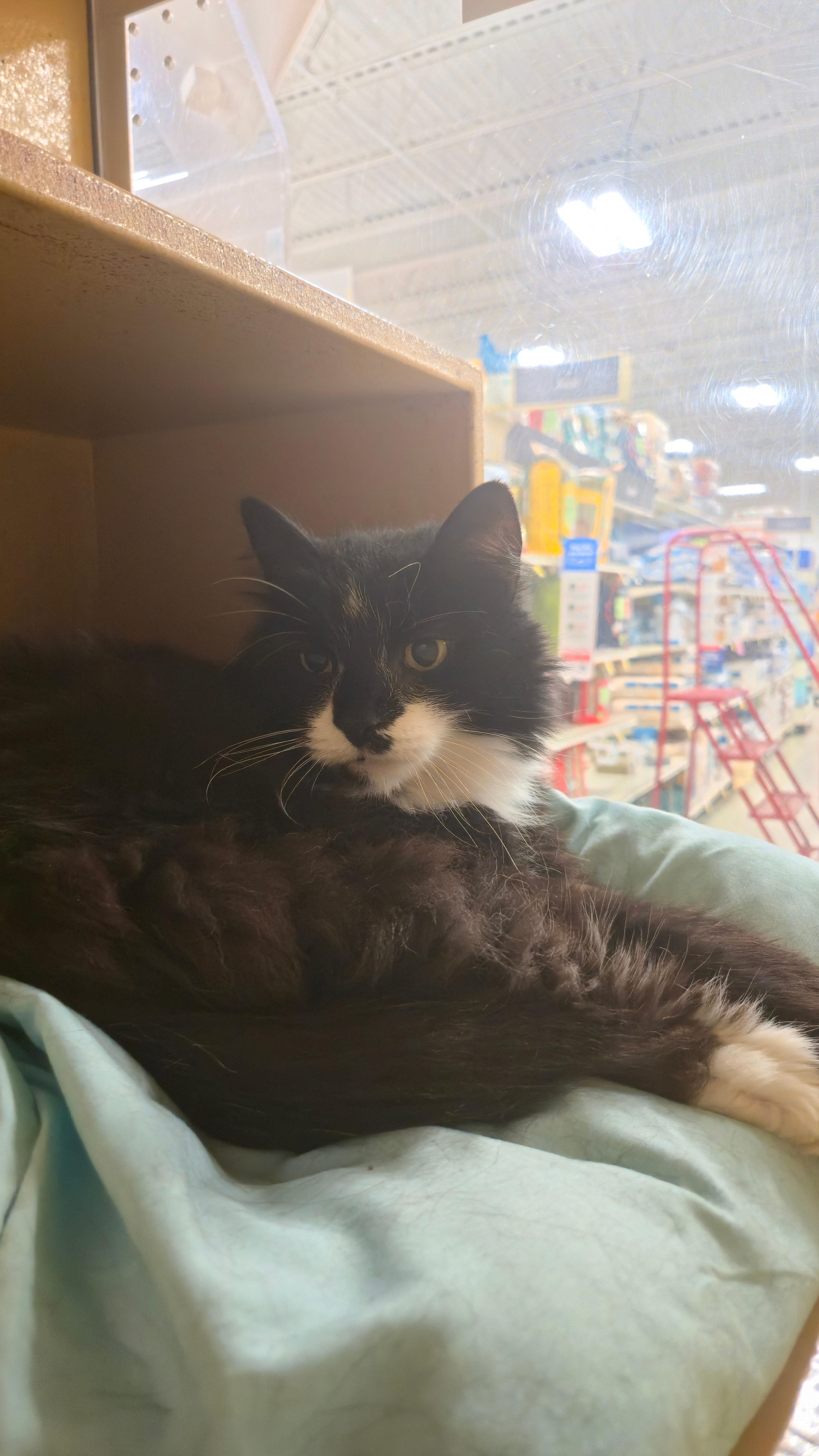 Enlarge Boo Boo, a ADOPTABLE Domestic Medium Hair in Melrose, MA image 4/6